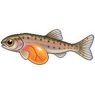 Rainbow Trout Alevin