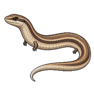 Coast Worm Lizard
