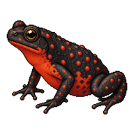 Redbelly Toad