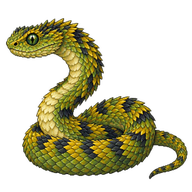 African Bush Viper