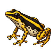 Anthony's Poison Arrow Frog