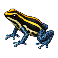 Three-striped Poison Frog