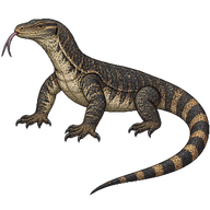 Cuming's Water Monitor