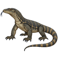 Mangrove Monitor