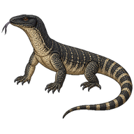 Black-headed Monitor