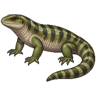 Solomon Islands Skink
