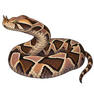 Gaboon Viper