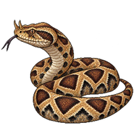 Rhinoceros Viper