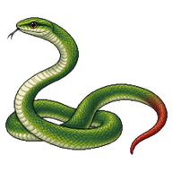 Red-Tailed Racer