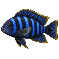 Tropheops