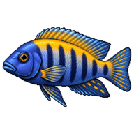 Aurora Cichlid