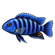 Saulosi Cichlid