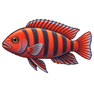 Red Zebra Cichlid
