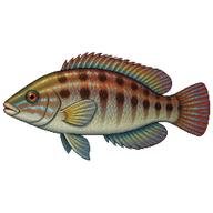 Corkwing Wrasse
