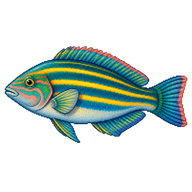 Fivestripe wrasse
