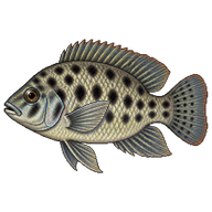 Spotted Tilapia