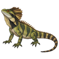 Boyd's Forest Dragon