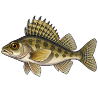 Ruffe