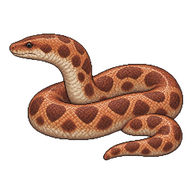 Red Sand Boa