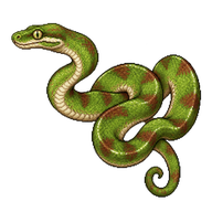 Amazon Tree Boa