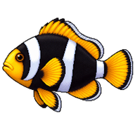 Clark's Anemonefish
