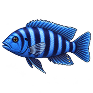 Malawi blue cichlid