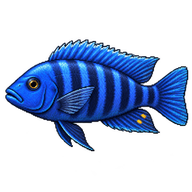 Electric Blue Johanni