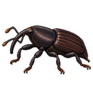 Banana Weevil