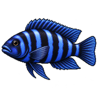 Demasoni Cichlid