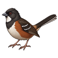 White-throated Towhee