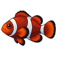 Maroon Clownfish