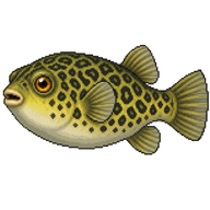 Mbu Pufferfish