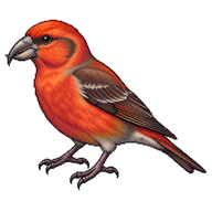 Red Crossbill