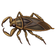Lesser Water Bug