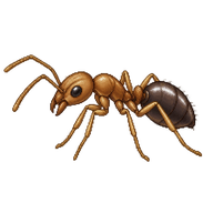 Muscle Ant