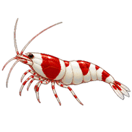 Crystal Red Shrimp