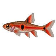 Chili Rasbora