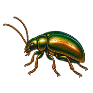 Clover Leaf Beetle