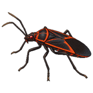 Black and Red Seed Bug