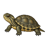 Balkan Terrapin Hatchling