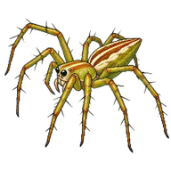 Lynx Spider