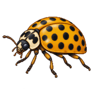 24-spot Ladybird