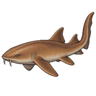 Nurse Shark