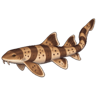 Brown-banded Bamboo Shark