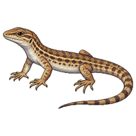 Small-spotted Lizard