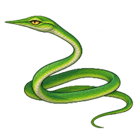 Green Vine Snake