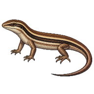 Bridled Skink