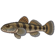 Freshwater Goby