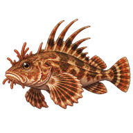 Long-spined Sea Scorpion