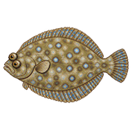 Wide-eyed Flounder